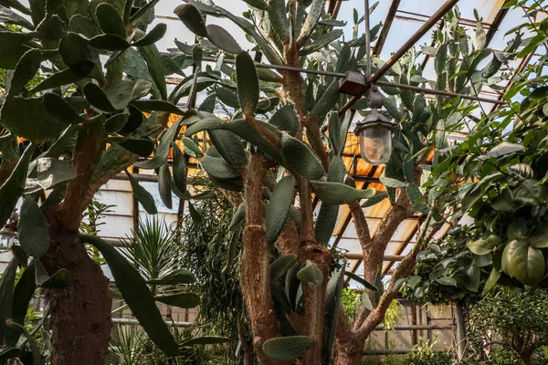Kaktüs. Büyük bitkiler. Sera. Cacti ile Botanik Bahçesi. Pencerenin dışındaki çiçekler. Yeşil. Büyük tencere içinde Cacti. çiçekler, bahçede yol sokak