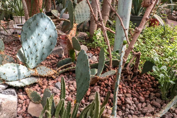 Kaktüs. Büyük bitkiler. Sera. Cacti ile Botanik Bahçesi. Pencerenin dışındaki çiçekler. Yeşil. Büyük tencere içinde Cacti. çiçekler, bahçede yol sokak