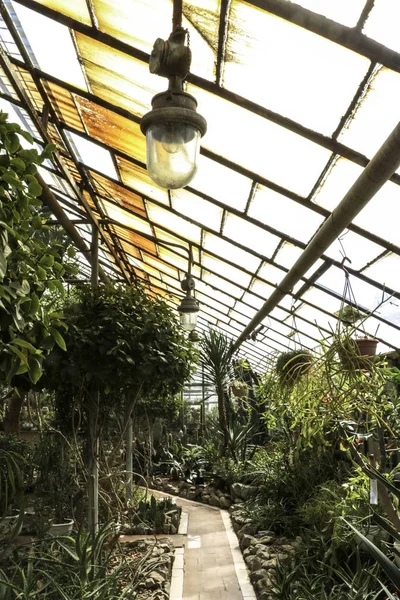 Kaktüs. Büyük bitkiler. Sera. Cacti ile Botanik Bahçesi. Pencerenin dışındaki çiçekler. Yeşil. Büyük tencere içinde Cacti. çiçekler, bahçede yol sokak