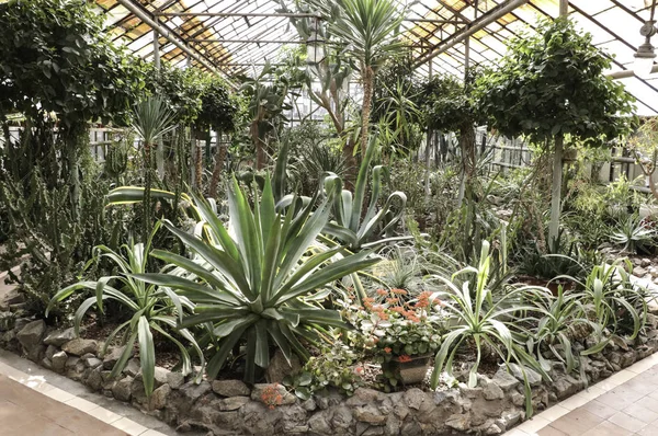 Cacti Grandes Plantas Estufa Jardim Botânico Com Cactos Flores Fora — Fotografia de Stock