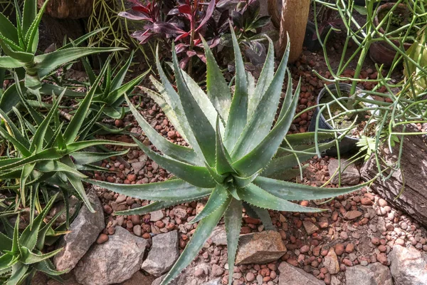 Kaktüs. Büyük bitkiler. Sera. Cacti ile Botanik Bahçesi. Pencerenin dışındaki çiçekler. Yeşil. Büyük tencere içinde Cacti. çiçekler, bahçede yol sokak