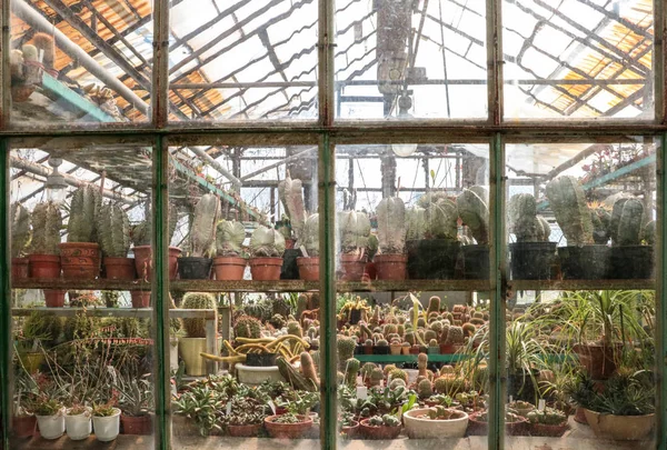 Kaktuszok Nagy Üzemek Üvegházhatású Botanikus Kert Kaktuszok Virágok Ablakon Növényzet — Stock Fotó