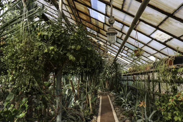 Kaktüs. Büyük bitkiler. Sera. Cacti ile Botanik Bahçesi. Pencerenin dışındaki çiçekler. Yeşil. Büyük tencere içinde Cacti. çiçekler, bahçede yol sokak