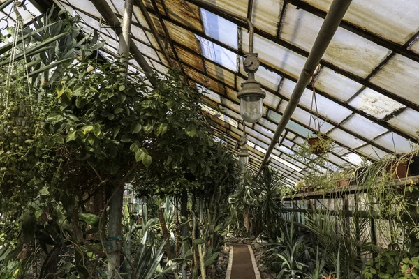 Cacti Grandes Plantas Estufa Jardim Botânico Com Cactos Flores Fora — Fotografia de Stock