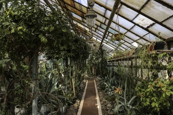 Cacti Grandes Plantas Estufa Jardim Botânico Com Cactos Flores Fora — Fotografia de Stock