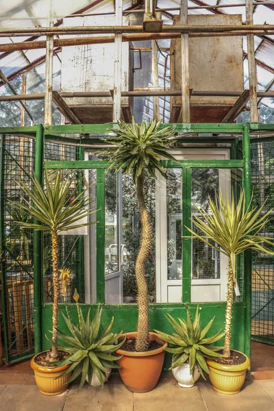 Cacti Grandes Plantas Estufa Jardim Botânico Com Cactos Flores Fora — Fotografia de Stock