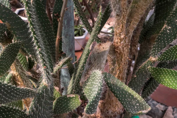 Kaktüs. Büyük bitkiler. Sera. Cacti ile Botanik Bahçesi. Pencerenin dışındaki çiçekler. Yeşil. Büyük tencere içinde Cacti. çiçekler, bahçede yol sokak