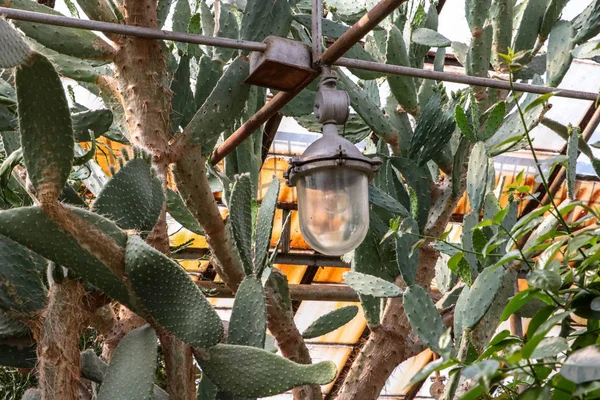 Sokak ışığı. Fener, Botanik Bahçesi, büyük bitkiler, kaktüs. Sera. Tavana fenerler. Parlak arka plan