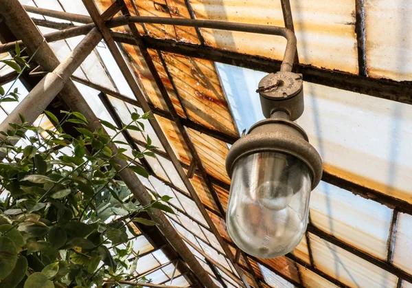 Sokak ışığı. Fener, Botanik Bahçesi, büyük bitkiler, kaktüs. Sera. Tavana fenerler. Parlak arka plan