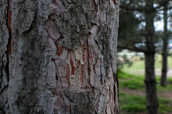 Ağaç gövdesi. Ladin. Arka plan. Ağaçlarda aşağıdan görüntüleyin. Ladin gövde, knot, ahşap doku