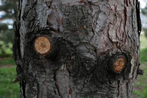 Ağaç gövdesi. Ladin. Arka plan. Ağaçlarda aşağıdan görüntüleyin. Ladin gövde, knot, ahşap doku