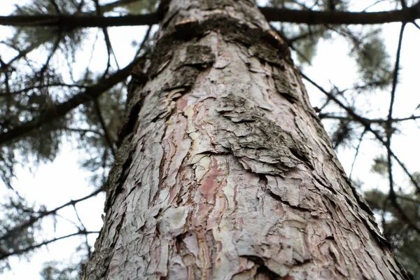 Ağaç gövdesi. Ladin. Arka plan. Ağaçlarda aşağıdan görüntüleyin. Ladin gövde, knot, ahşap doku