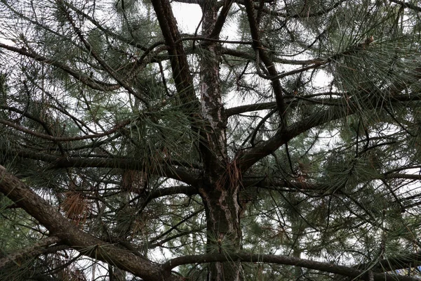 Ağaç gövdesi. Ladin. Arka plan. Ağaçlarda aşağıdan görüntüleyin. Ladin gövde, knot, ahşap doku