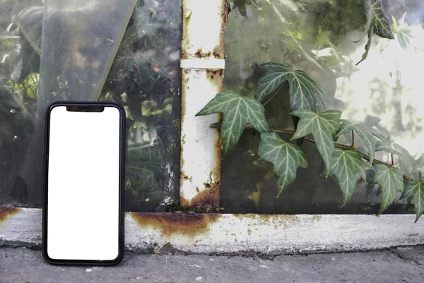 Akıllı telefon eski pencerede, bitki sarmaşık etrafında duruyor. Mockup
