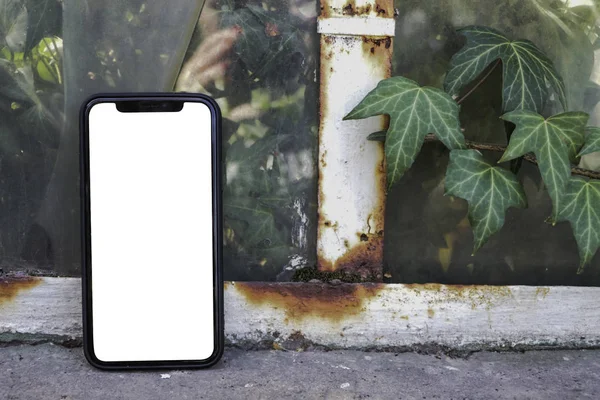 Akıllı telefon eski pencerede, bitki sarmaşık etrafında duruyor. Mockup