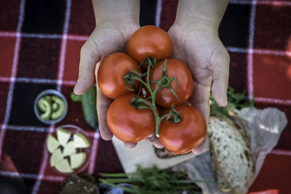Elleri sulu kırmızı domates, piknik, vegan gıda, taze sebze tutan. Piknik