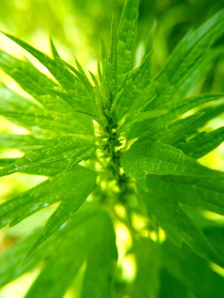 Makro görünümü yeşil bitki