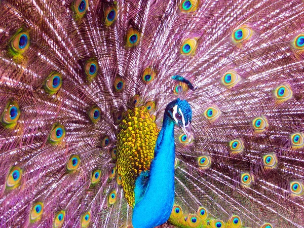 Pink blue peacock with open tail feathers standing close up portrait