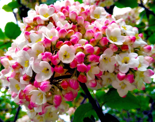 Närbild Bild Vit Och Rosa Vackra Blommor Blomma Våren — Stockfoto