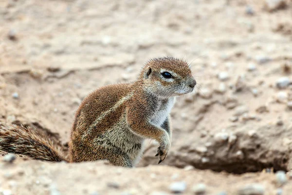 Closeup Cape ground squirrel, Xerus inauris stationary at its burrow in the dry Kgalagadi