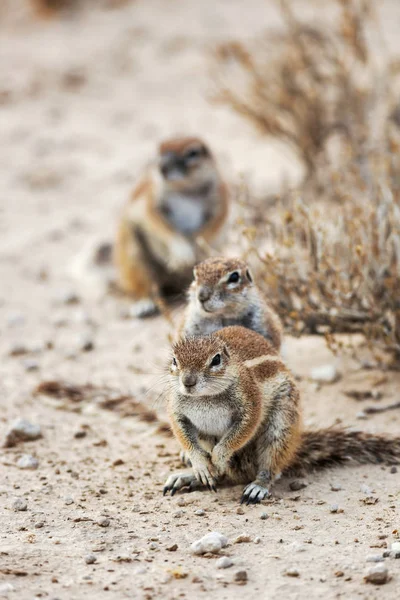 Three Watchfull Cape ground squirrels, Xerus inauris in a row in the Kgalagadi National Park, South Africa