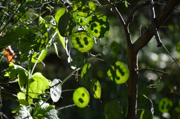 Bahçede Yeşil Lunaria Plante Yakınlaştır — Stok fotoğraf