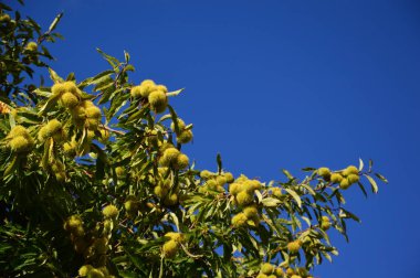 Mavi gökyüzündeki Kestane ağacına zum yap