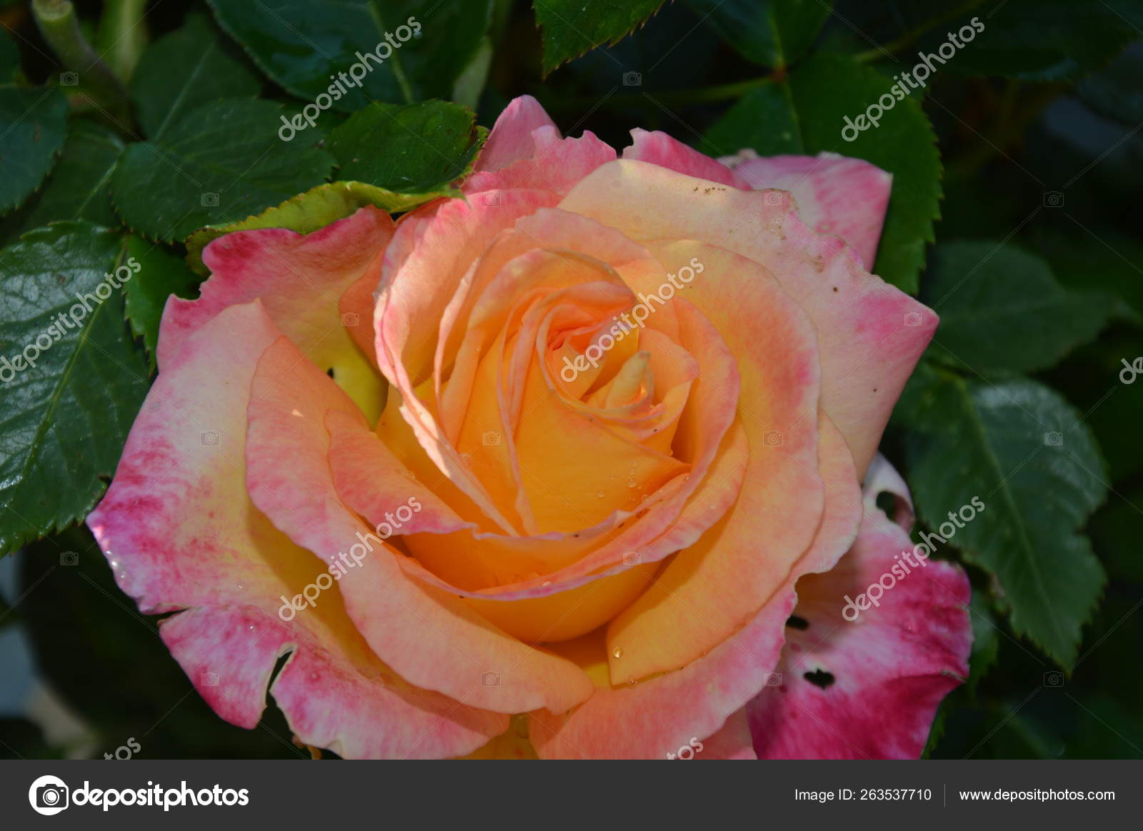 zoom orange et blanche