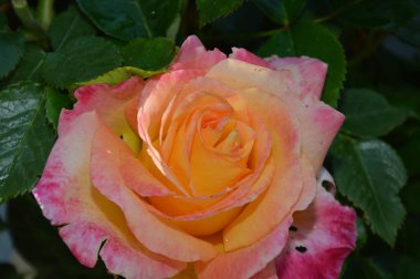 Turuncu beyaz bir gülü yakınlaştır