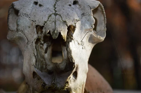 Zoom Cráneo Animal — Foto de Stock