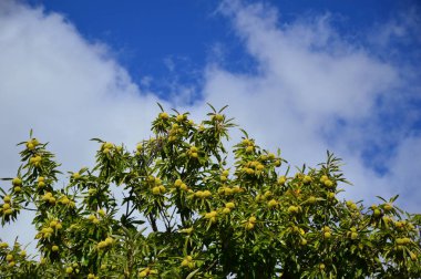 Kestane ağacına yakınlaştır 