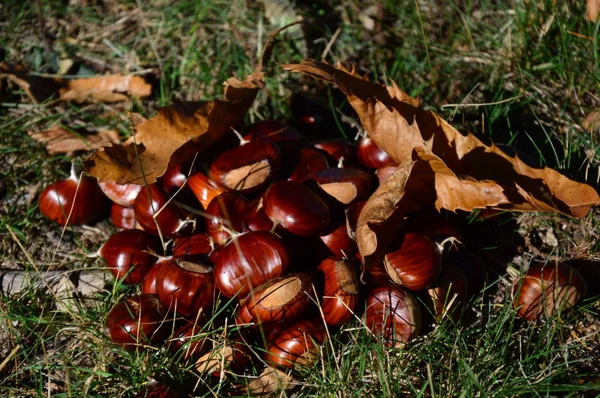 Castañas Suelo Otoño Sur Francia — Foto de Stock