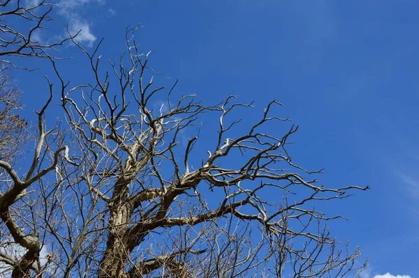 Ein Toter Baum Wald Mit Blauem Himmel — Stockfoto