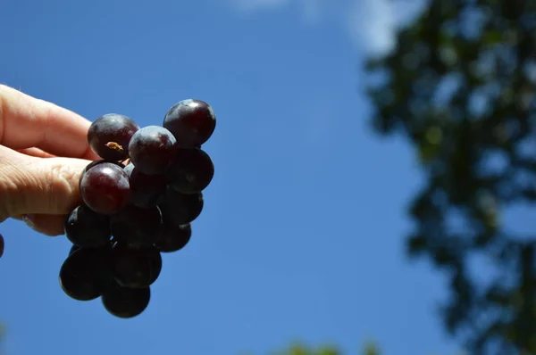 Zoom Grapes Muscat Blue Sky Background — Stock Photo, Image