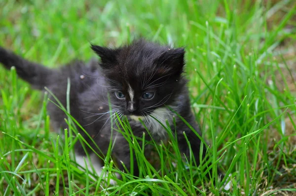 放大花园里的小猫 — 图库照片