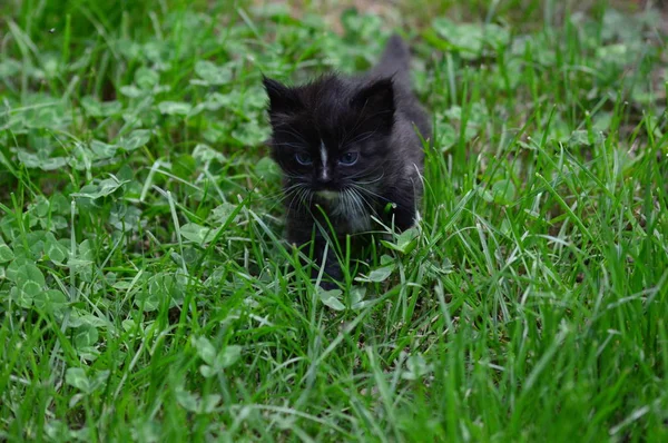 Zoom Kitten Garden — Stock Photo, Image