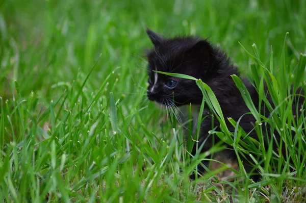 Bahçedeki Bir Kedi Yavrusuna Zum Yap — Stok fotoğraf