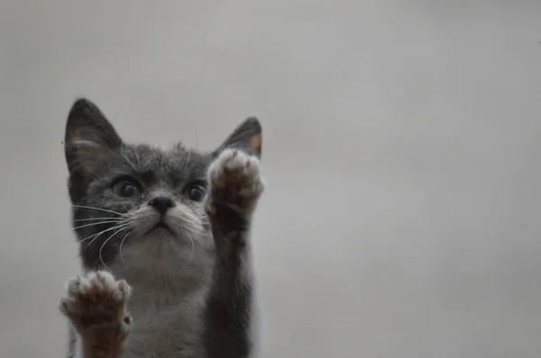 Pequeño Gato Ventana Indefenso — Foto de Stock