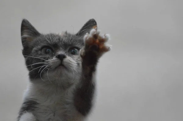 Pequeño Gato Ventana Indefenso — Foto de Stock