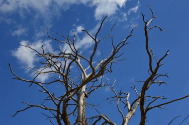 Ormanda mavi gökyüzü arka planına sahip ölü bir ağaç.