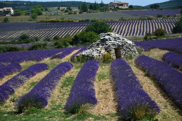 Borie South France Middle Lavender Field — Stock Photo, Image