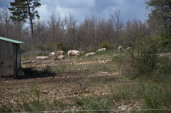 Porcos Seu Entorno Sul França — Fotografia de Stock