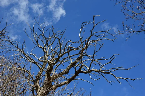 Arbre Mort Dans Forêt Avec Fond Bleu Ciel — Photo