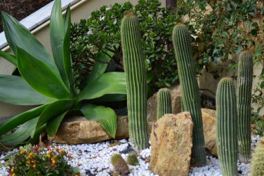 İtalya'da bahçede kaktüsler / park