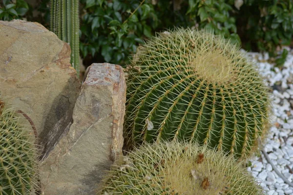 Cactus Jardín Parque Italia —  Fotos de Stock