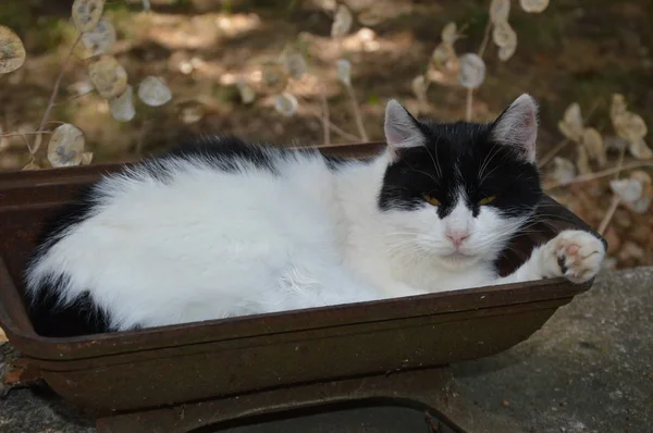 Kočka Odpočívej Venku Krajina — Stock fotografie