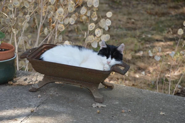 고양이가 밖에서 휴식을 취합니다 — 스톡 사진