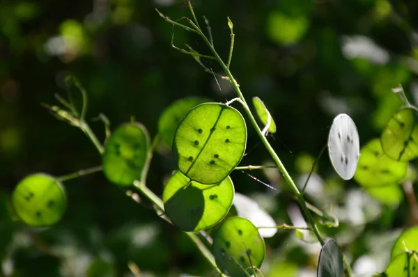 Ζουμ Ένα Πράσινο Plante Lunaria Στον Κήπο — Φωτογραφία Αρχείου