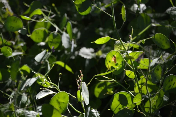 Zoom Plante Lunaria Verde Jardim — Fotografia de Stock