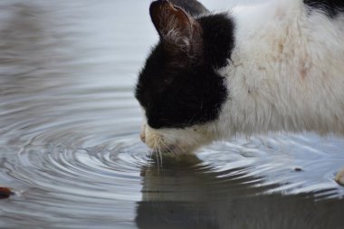 Su birikintisinde su içen bir kedi